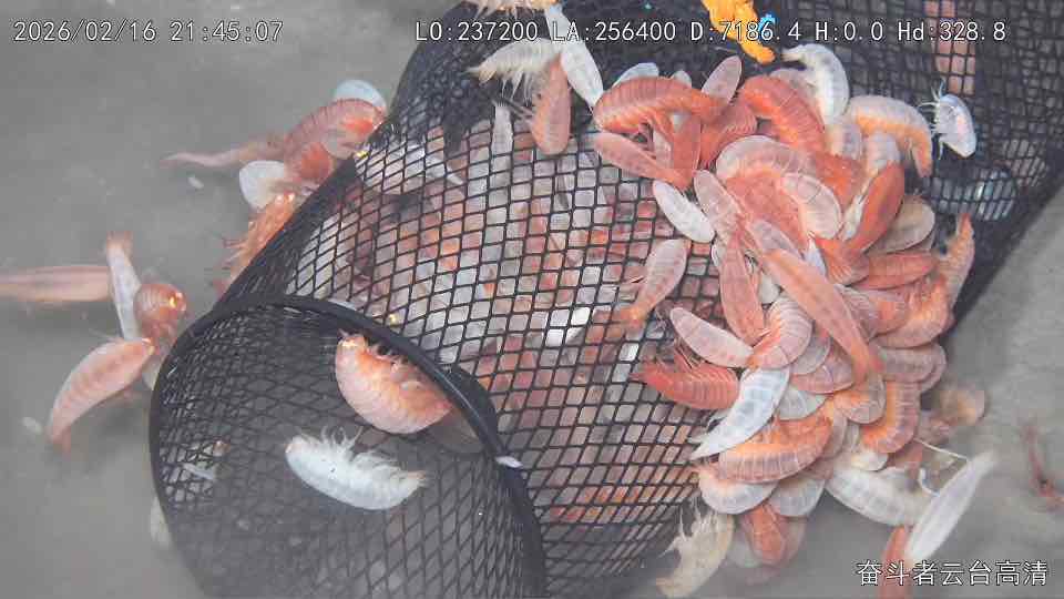 Peces con “sangre roja” y ojos funcionales: Los hallazgos de la misión chileno-china en la Fosa de Atacama