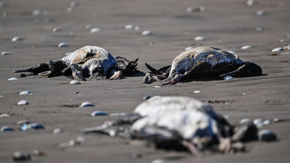 China prohíbe las importaciones de aves de corral de Chile por gripe aviar