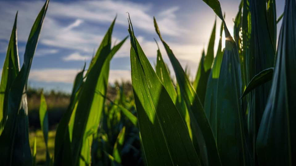 Argentina retoma la exportación de maíz a China tras una década de restricciones