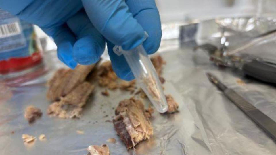 Estudio de la Universidad de Chile revela que conservas chinas rotuladas como jurel contienen caballa