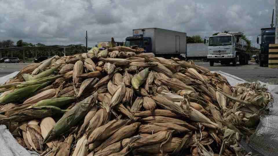 China impulsa fuerte aumento en la producción de sorgo de Brasil