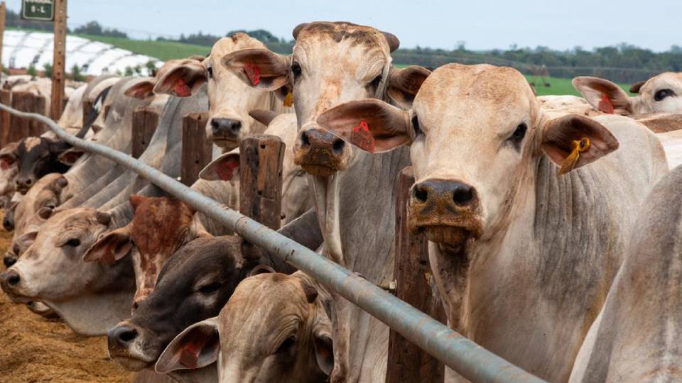 Las cuotas de carne de China obligan a Australia y Brasil a buscar nuevos mercados