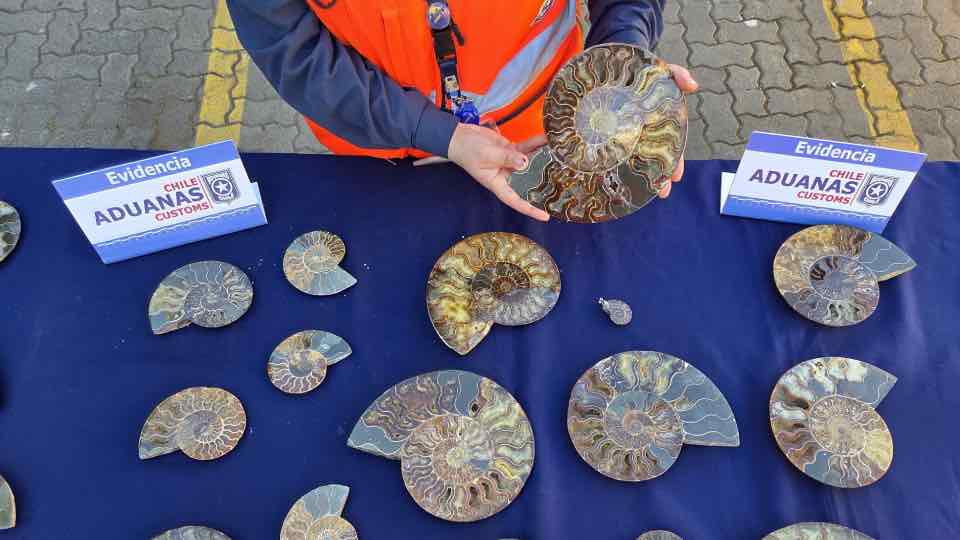 Incautan en Chile más de 200 fósiles protegidos ocultos en un cargamento procedente de China