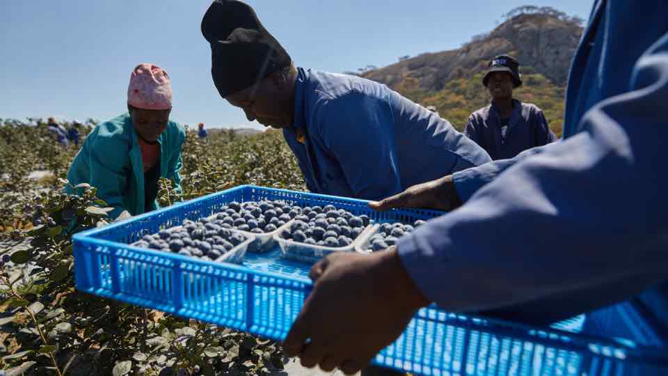 Los agricultores de Zimbabue buscan financiación para aprovechar el auge del arándano en China